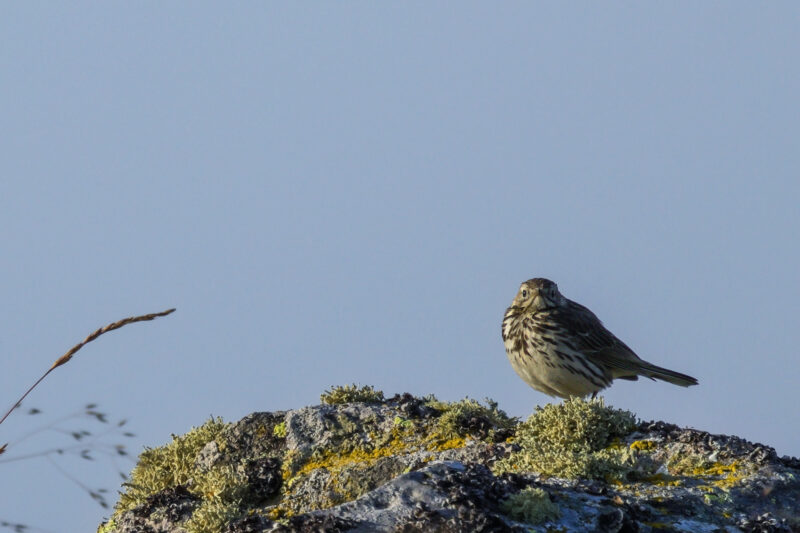 Pipit farlouse